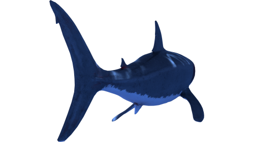 (4K) Looping Shark Back View 1